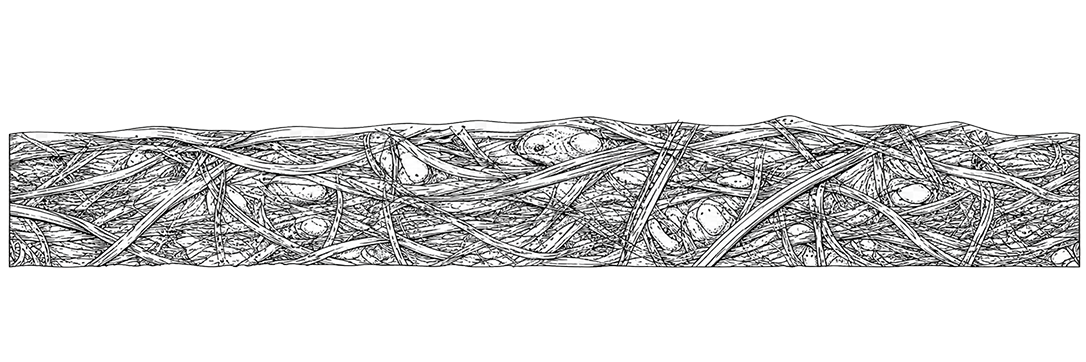 Raw fiber surface section diagram